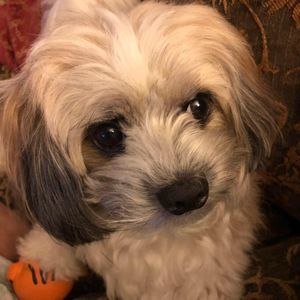 Meet your Posher, Natasha